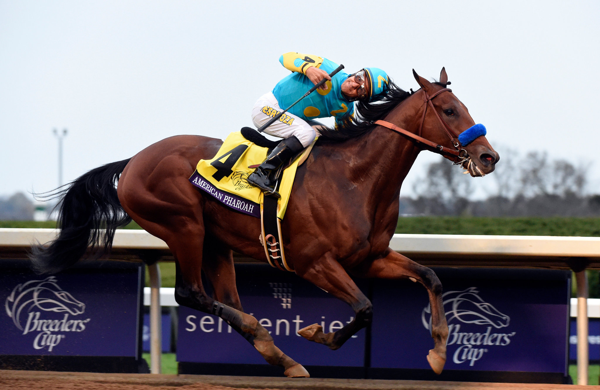 Top 5 mejores caballos del siglo XXI en Estados Unidos MasterBets365
